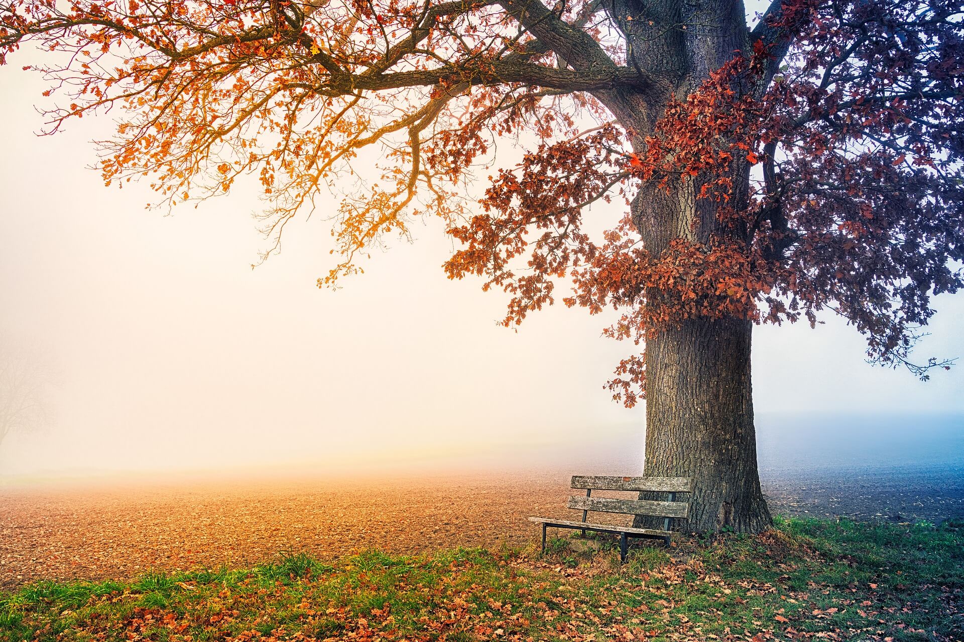 tree-6792528_1920