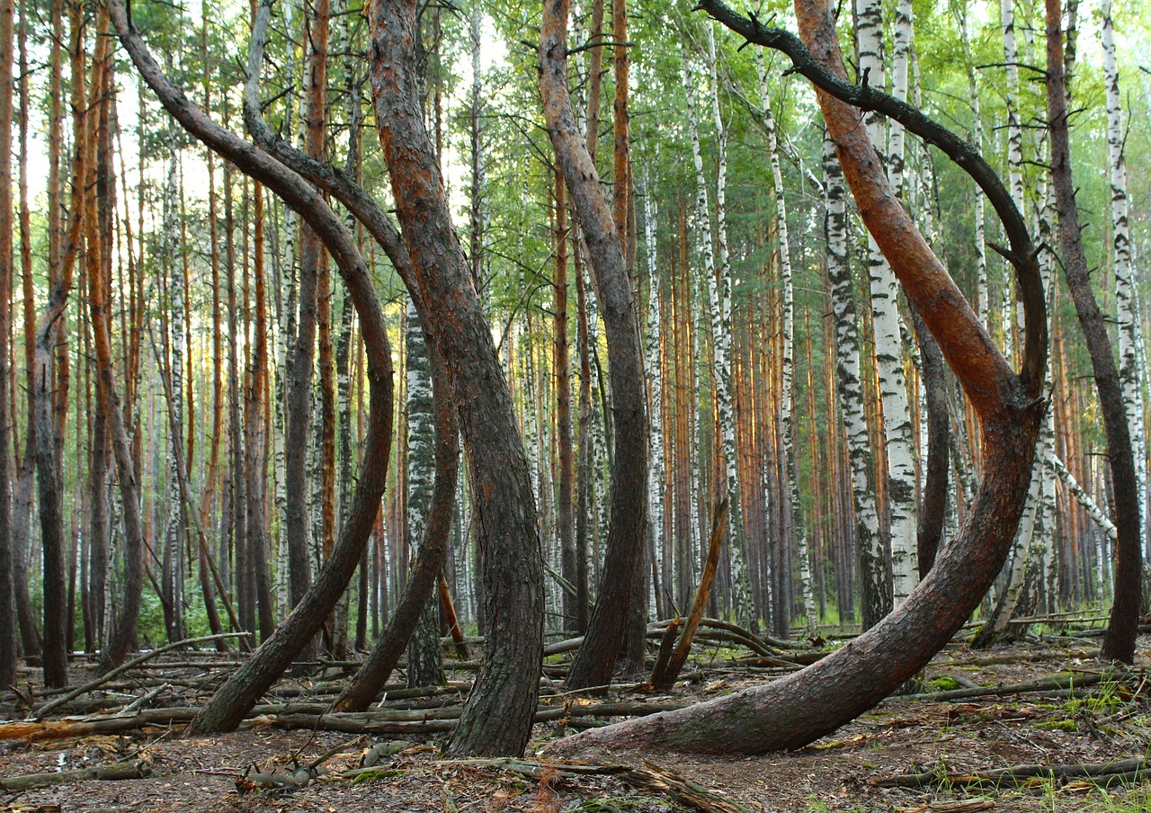 forest-995372_1280