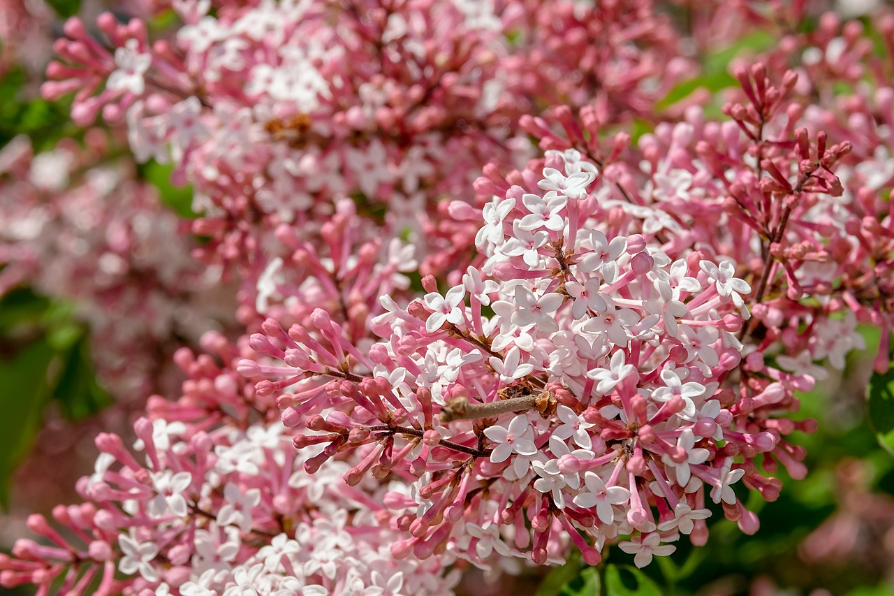 lilac-3358741_1280