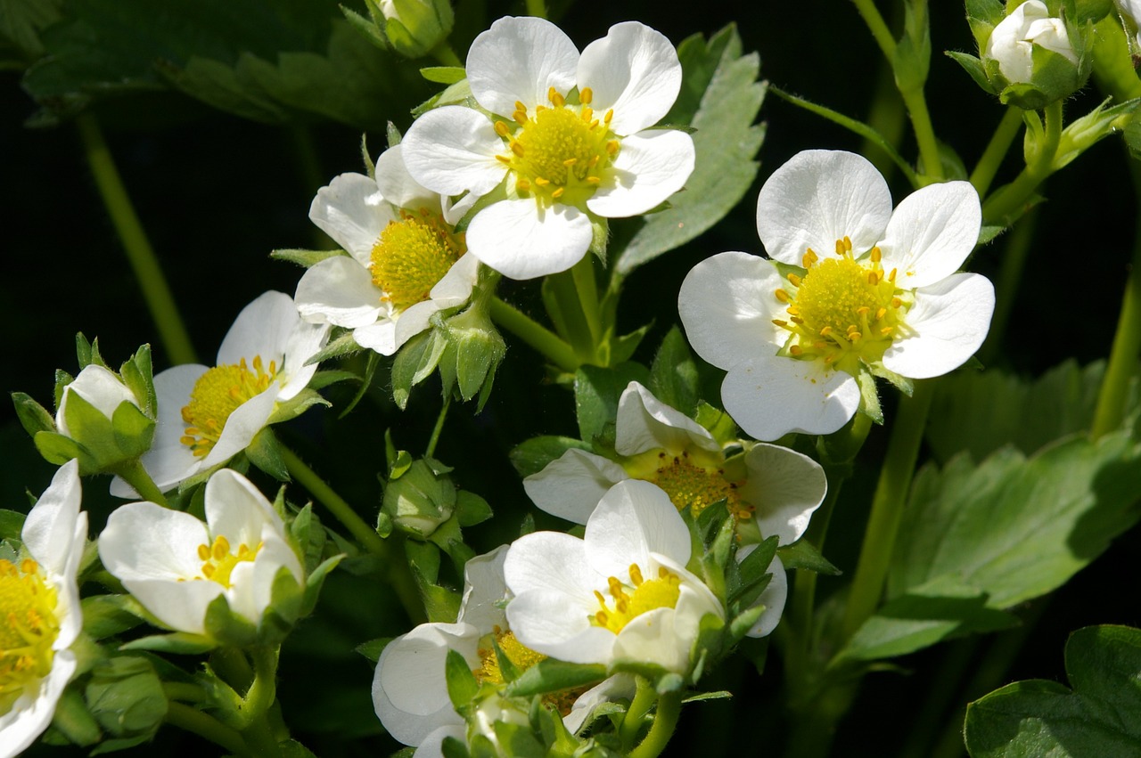 strawberry-blossoms-768337_1280
